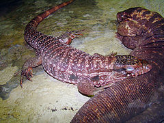 Tégous rouges au Zoo de Buenos Aires en 2009