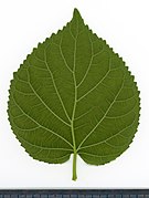 Leaf abaxial side.