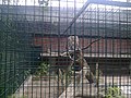 پلنگ ایرانی در باغ‌وحش برلین