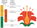 ABC model of flower development guided by three groups of homeotic genes