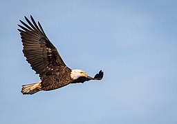 Weißkopfseeadler im Gebiet