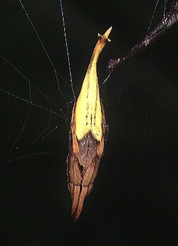 Самиця A. melanura