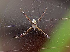 Male, Litchfield National Park