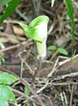 Arisaema heterocephalum[вд] (IUCN)