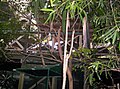 Rose-crowned Fruit-dove at the Aviary