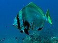 Large batfish