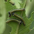 Early instar caterpillars