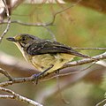 White-eyed vireo is drabber[clarification needed] and has shorter wings.