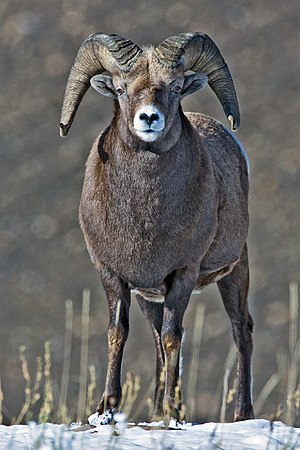 כבש גדול קרניים זכר, בפארק הלאומי ג'ספר שבקנדה.