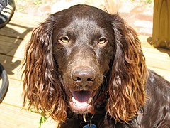 Boykin Spaniel (no reconocido por la FCI)