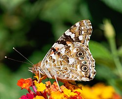 Vanessa cardui