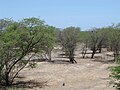 Prosopis juliflora, una especie invasora en la caatinga