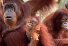 Three orangutans look toward the camera