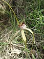 Caladenia swartsiorum (P1, WA)