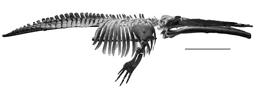 Fossile de Cetotherium sp.