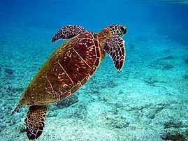 Une tortue verte (Chelonia mydas) remontant vers la surface pour respirer. (définition réelle 2 200 × 1 650)