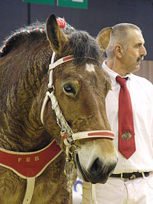 Tête d'un cheval présenté lors d'un salon, la crinière nattée avec des rubans rouges, blancs et verts, et équipé d'un filet et d'un collier rouge et blanc. En arrière plan, l'homme qui le présente est habillé tout en blanc avec une cravate rouge.