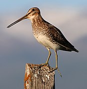 Common snipe fencepost