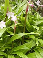 Crinum moorei at Strybing Arboretum, San Francisco