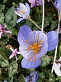 Crocus speciosus 'Artabir' close-up