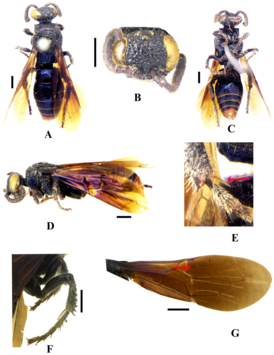 Cyanotiphia ruficauda