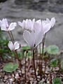 Cyclamen intaminatum