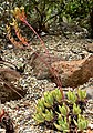 Dudleya greenei