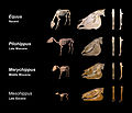 Image 30Skeletal evolution (from Evolution of the horse)