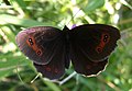 Erebia aethiops