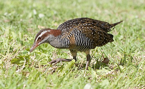 Buff-banded rail, by 99of9