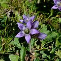 Österreichischer Kranzenzian (Gentianella austriaca). Standort: Rax, Niederösterreich  Qualitätsbild