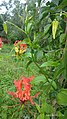 Gloriosa superba