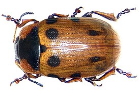 Gonioctena linnaeana