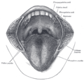 The mouth. The cheeks have been slit transversely and the tongue pulled forward.