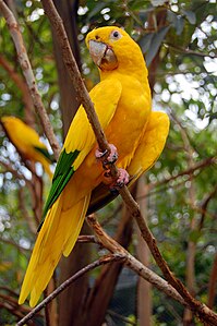 Golden parakeet, by Ironman br