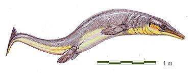 Halisaurus arambourgi