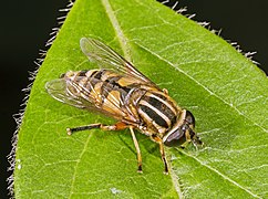 Helophilus pendulus espèce sœur vivante.