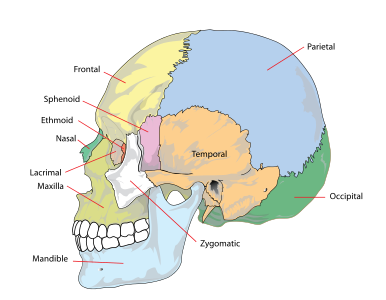 Human skull at Craniofacial abnormality, by LadyofHats
