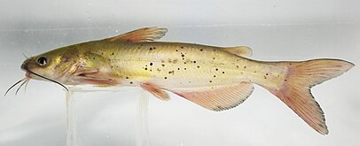 Ictalurus punctatus.