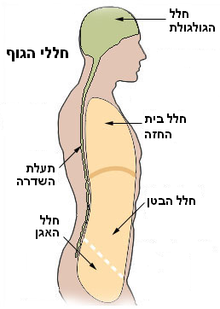 בתרשים: חללי הגוף