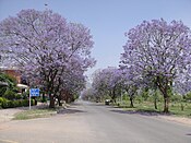 Jacaranda mimosifolia trees in full bloom in Islamabad, Pakistan