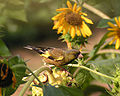 Carduelis sinica