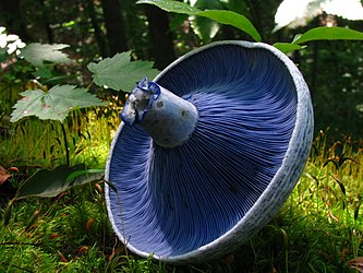 Blue milk mushroom