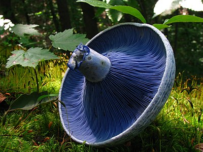 Mushroom gills, by Dan Molter