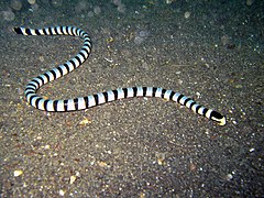 Description de l'image Laticauda colubrina Lembeh2.jpg.