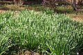 A Leucojum species