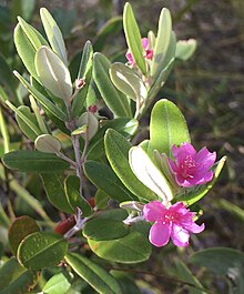 Flowers of Lithomyrtus obtusa