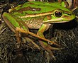 Uma rã-de-sino-verde-e-dourado (Litoria aurea).