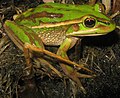 *Green and Golden Bell Frog introduced