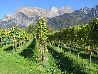 Lowlands: Vineyards of the Bündner Herrschaft, at the foot of the Falknis